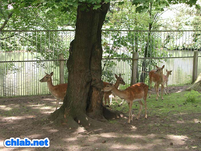 Tierpark Schwanenteich
