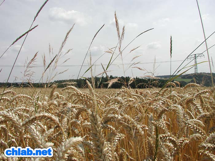 Sommer im MW-Land
