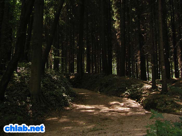 Wald an der Burg Kriebstein
