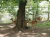 Tierpark Schwanenteich
